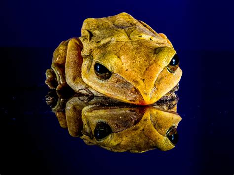 Free Images Biology Frog Toad Reptile Amphibian Yellow Fauna