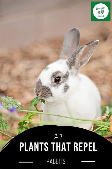 27 Plants That Repel Rabbits Happy Diy Home