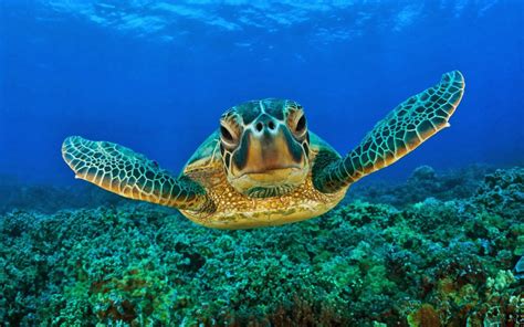 Hawksbill Sea Turtle ~ Animals World