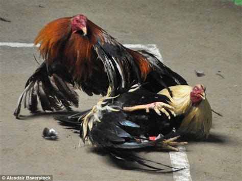 Welcome To Mitnids Blog Shocking Pictures Show How Cockfighting Birds Have Razorblades Strapped