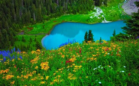 Flowers And Turquoise Lake Hd Wallpaper Hintergrund 1920x1200 Id
