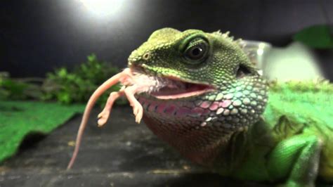 Adult Chinese Water Dragon Eating Live Mouse Youtube