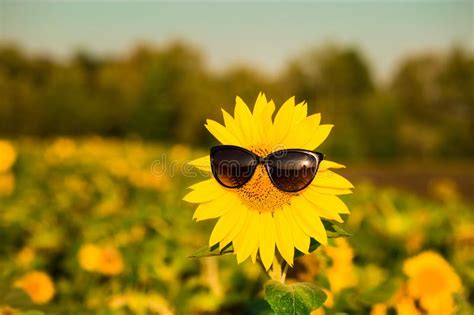 Closeup Sunflower Wearing Black Sunglasses With Blue Sky Stock Image Image Of Background Face