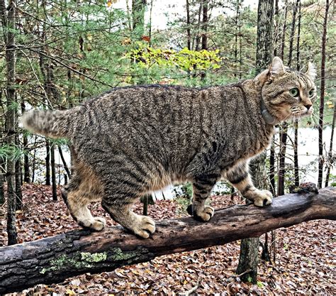 A east coast breeder named joe childress developed the highland lynx in 1993. Highland Lynx - A Guide To The Amazing Pet Wildcat