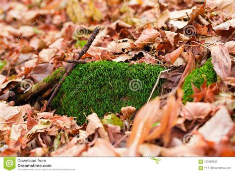 In Stone Fallen Leaf Stock Photography 7041758