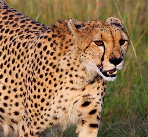 Pregnant female cheetah IV | This cheetah (Acinonyx jubatus … | Flickr