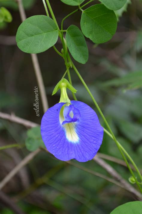 So far only some locals in the countries where this flower plant is originated like indonesia, malaysia and thailand are using this flower in daily basis. 10 Top Health Benefits Of Blue Butterfly Pea Flower Tea ...