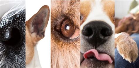 Understanding Your Dogs Amazing Five Senses The Dogington Post