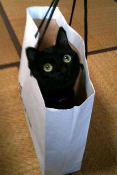 Shopping Bag Cat Cats Know Your Meme
