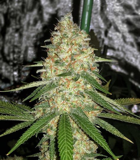 Gorilla Glue 4 Cali Buds Seeds Cannabis Samen Zu Verkaufen Herbies