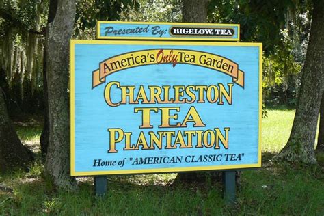 South carolina has an incredibly rich history, and the best way to learn about it is by visiting some of its most beautiful plantation houses. Charleston Tea Plantation - Wadmalaw Island South Carolina SC