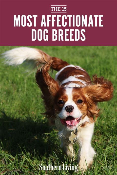 15 Of The Most Affectionate Dog Breeds Dog Breeds Dogs Breeds