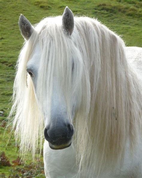 highland ponies images  pinterest horse beautiful horses  horses