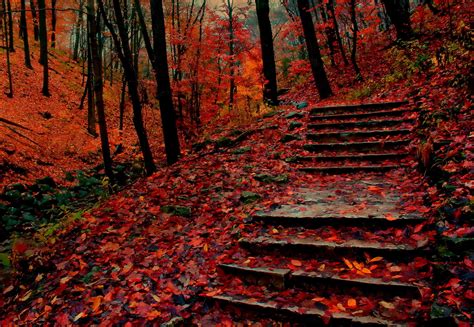 Stairs In Autumn Park Hd Wallpaper Background Image 1920x1325 Id