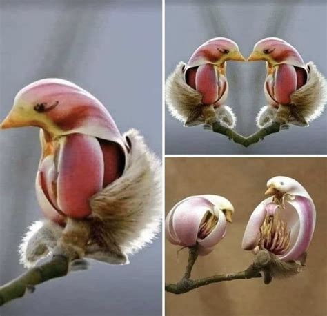 Magnolia Flowers That Look Like Birds