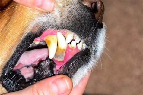My Dog Has Black Gums 5 Reasons To Worry Petdt 2023
