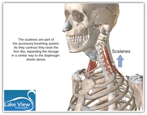The scalene muscles collectively act to elevate the first and second ribs, and in doing so they increase the however, they are not required in the respiration of a healthy individual, and so the use of accessory muscles is an important clinical sign of respiratory. Is your way of breathing causing your neck pain? - Lake ...