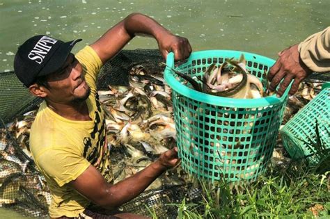 Ikan ini telah didomestikasi sehingga sudah menjadi ikan lokal dari indonesia. KEM Batu Bersurat panen ikan patin tiga ton - ANTARA News Riau
