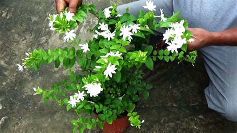 How To Re Potting And Pruning A Wild Jasmine Plant Youtube