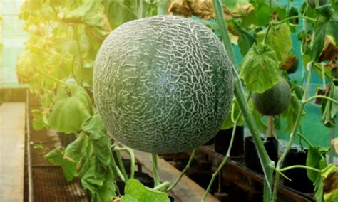 Perawatan Tanaman Melon Di Polybag Kampustani
