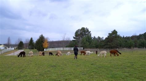 Cotton Creek Farms Openherd