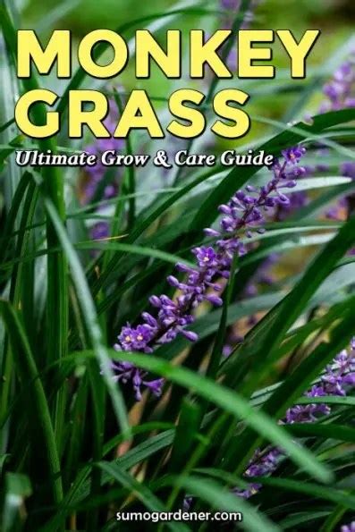 Monkey Grass Ultimate Grow And Care Guide Sumo Gardener