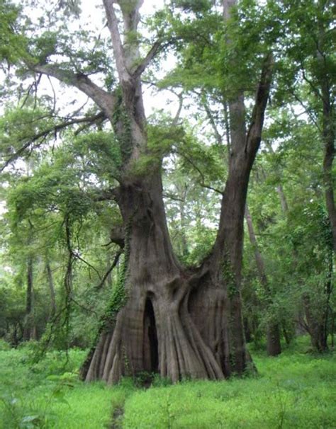 Louisiana Is Home To The Largest Bald Cypress Tree In The Us
