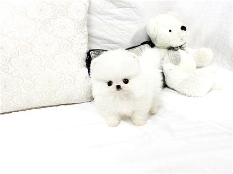 Affordable Pomeranian Puppies For Sale Pomeranian Puppy For Sale