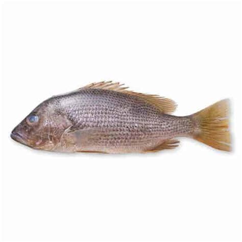 Ikan tetra memiliki banyak jenis dan termasuk ikan hias air tawar berukuran kecil. Jenis-jenis Ikan Laut dan Khasiatnya - Ceriasihat