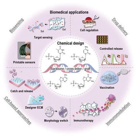 Biomedical Applications Of Dna‐based Hydrogels Gačanin 2020