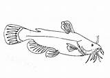 Catfish Fisherman sketch template