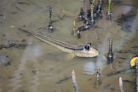 Mudskipper Care And Maintenance What You Need To Know