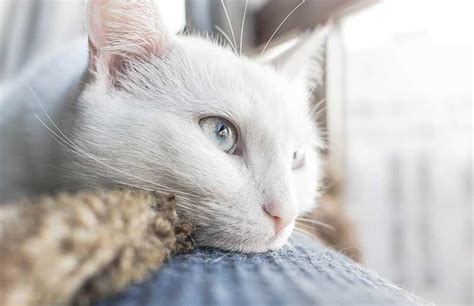 Choosing names for a white cat will be a piece of cake with this list. White Cat Names - Top 100 Best Names For White Cats