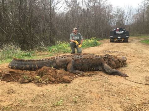 Massive Alligator Weighing About 700 Pounds Found In Ditch The