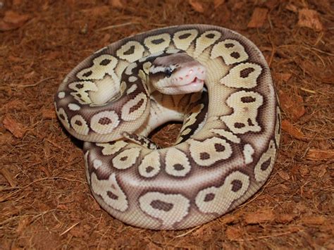 Het Red Axanthic Lesser Super Pastel Morph List World Of Ball Pythons