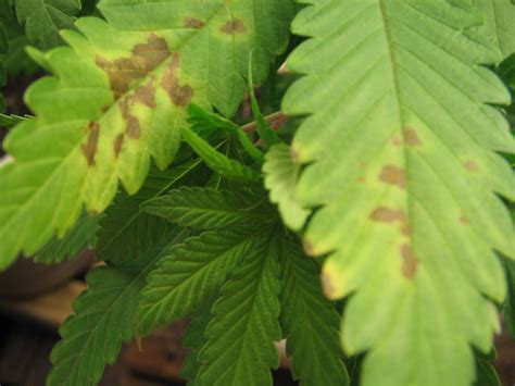 Brown Spots Cant Figure It Out Pics Cannabis Cultivation