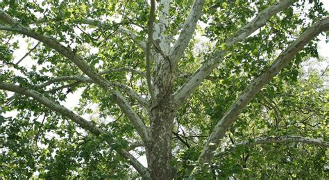 We did not find results for: Sycamore Tree - Learn About Nature