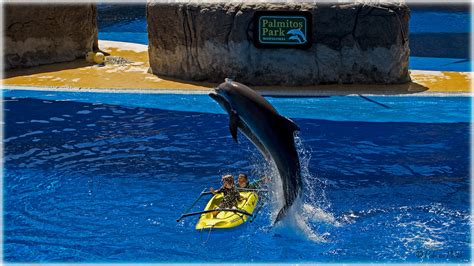 Dolphin Show Palmitos Park Thanks Everyone Who View My Pi Flickr