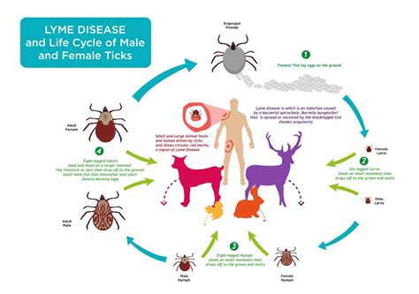 When Are Ticks Most Active And How Do They Find Hosts Indiana Lyme