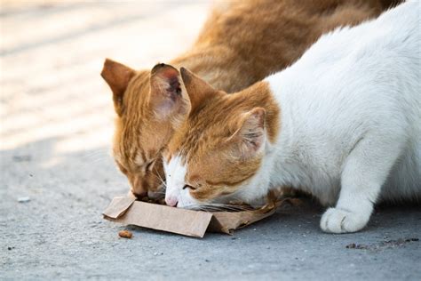 Can My Dog Get Sick From Feral Cats