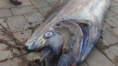 Giant 18 Foot Oarfish Found Off California Coast Youtube