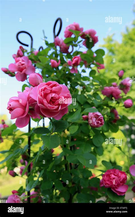 Roses In The Garden Stock Photo Alamy
