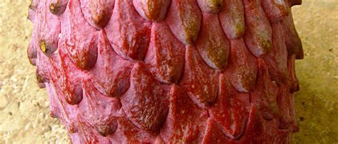 Check spelling or type a new query. Tropical Fruit Plants | Canarius Blog