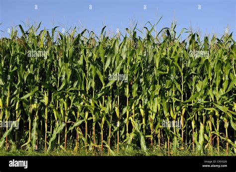 Indian Corn Maize Zea Mays Maize Field Germany Bavaria Stock