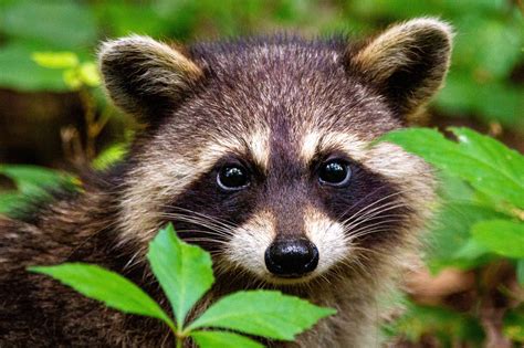 The Toronto Zoo Has A Raccoon Exhibit Even Though You Can See Them