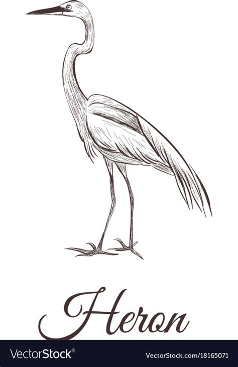 Heron Is A Sketch Drawing Royalty Free Vector Image