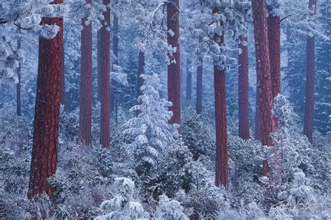 Silent Night Deschutes Forest Or Art In Nature Photography