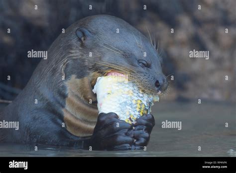 Giant River Otter Pteronura Brasiliensis Eating A Fish Stock Photo