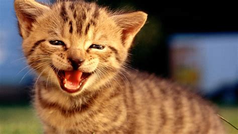 Top 10 Funny Cat Videos Compilation Part 2 Bonus Cat Videos Youtube