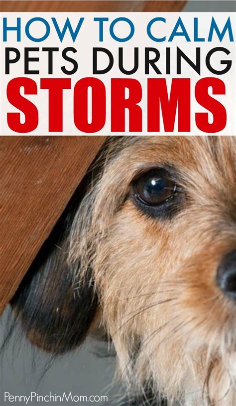 Calming Your Dog During Thunderstorms And Fireworks Pet Calming Pet